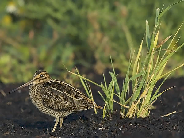 Taivaanvuohi, Common Snipe, Gallinago gallinago